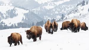 Parque Nacional Yellowstone Invierno